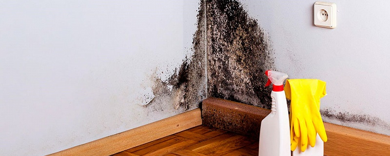 Как удалить плесень со стен в квартире.