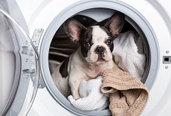 Советы по уборке для владельцев домашних животных