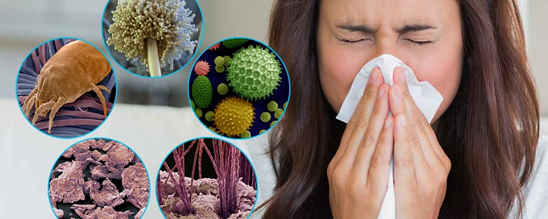 Помощь при аллергии на домашнюю пыль: объявляем войну клещам