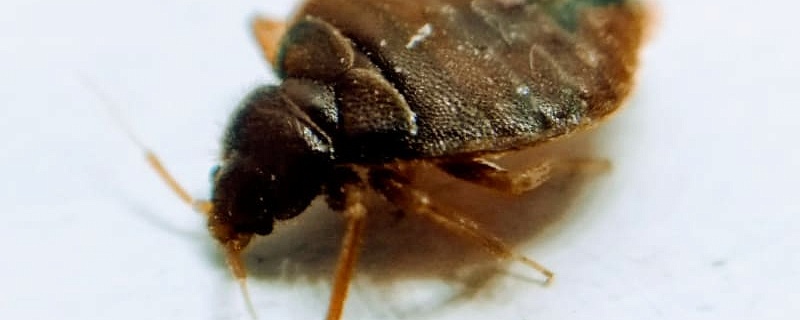 30 народных способов избавиться от тараканов