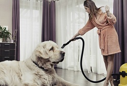 Как избавиться от запаха собаки в доме