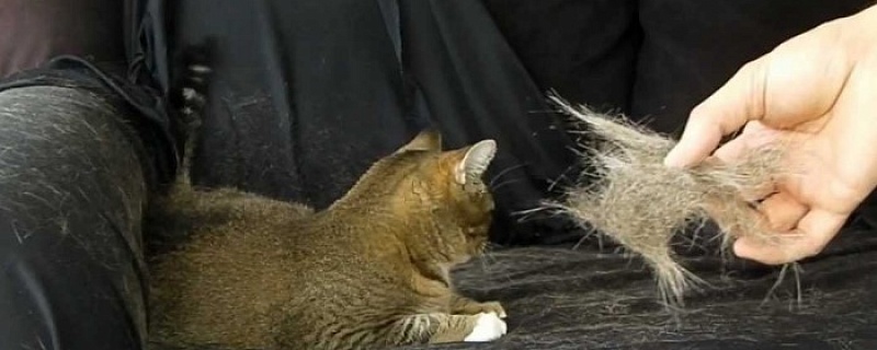 Удаление кошачьей шерсти - с диванов, одежды и ковров