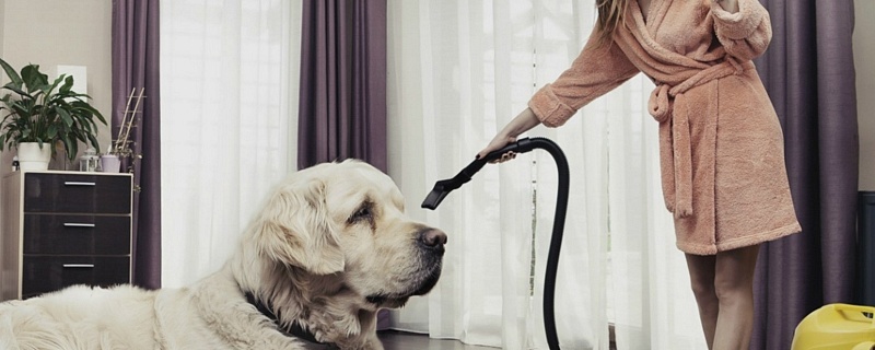 Как избавиться от запаха собаки в доме