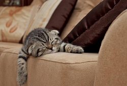 Как защитить диван от домашних животных?